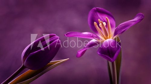 Tulipany Kwiaty Obraz