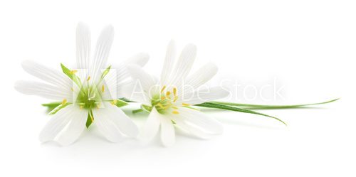 White flowers Kwiaty Obraz