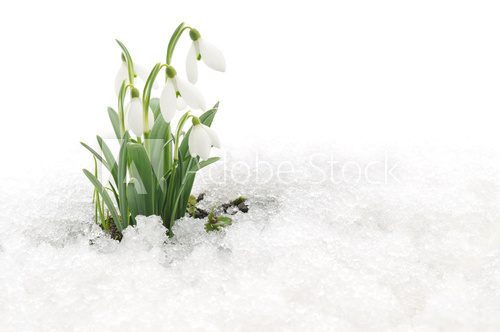 Snowdrops and Snow Kwiaty Obraz