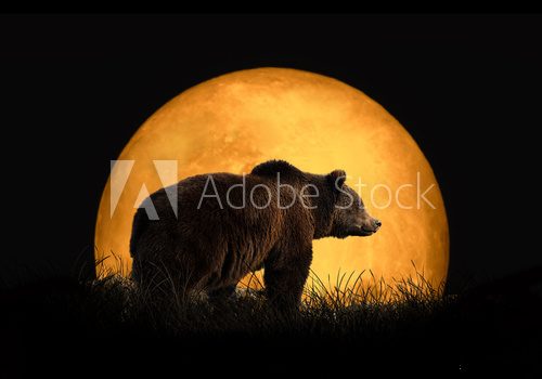 Bear on the background of red moon Zwierzęta Plakat