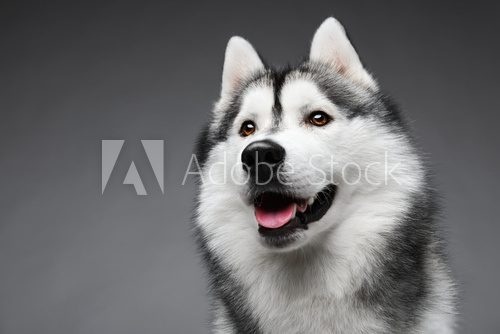 Portrait of siberian husky on gray background Zwierzęta Plakat