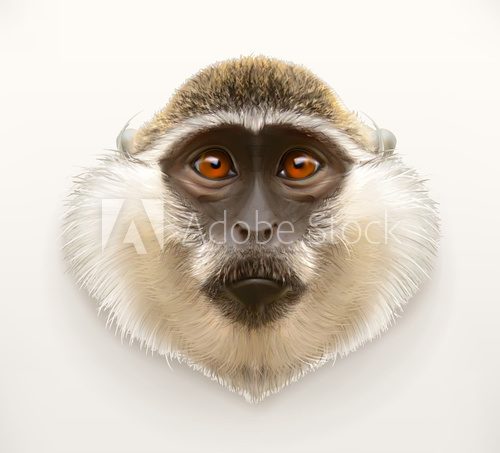 Monkey head, realistic vector illustration Zwierzęta Plakat