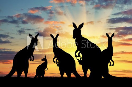 Silhouette family of kangaroos Zwierzęta Plakat