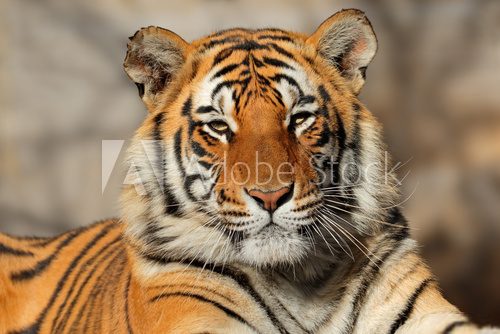 Portrait of a Bengal tiger (Panthera tigris bengalensis). Zwierzęta Plakat