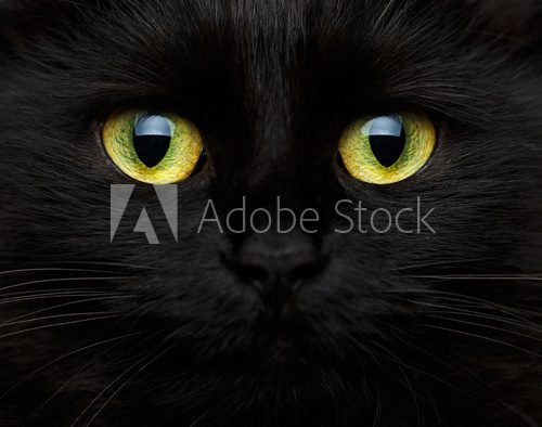 Cute muzzle of a black cat Zwierzęta Plakat