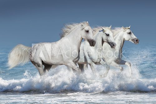 Horse herd run gallop in waves in the ocean Zwierzęta Plakat