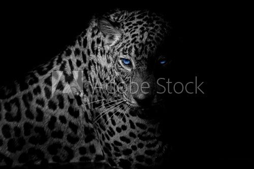 black & white Leopard portrait isolate on black background Zwierzęta Plakat