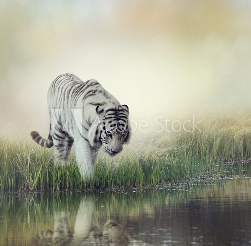 White Tiger Zwierzęta Plakat