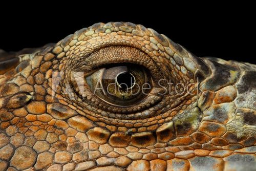 Closeup Eye of Green Iguana, Looks like a Dragon Isolated on Black Background Zwierzęta Plakat