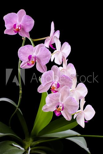 Orchid  Kwiaty Plakat