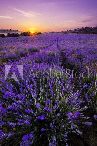 Lavender Field  Kwiaty Plakat