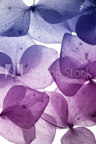 colorful flower petal closeup  Kwiaty Plakat