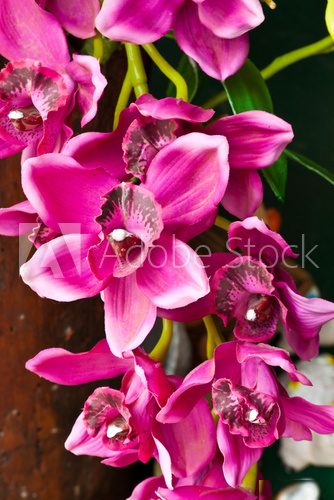 beautiful purple orchid  Kwiaty Plakat