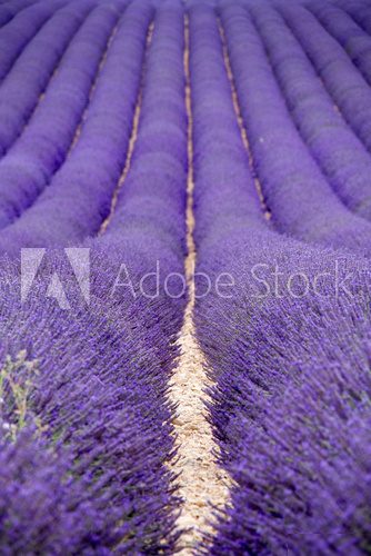 Lavender fields  near Valensole in Provence, France  Kwiaty Plakat