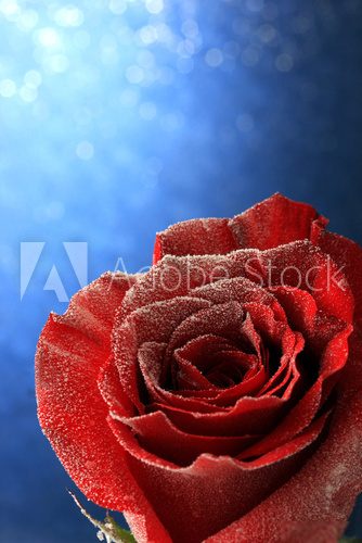 Red rose in snow  on blue background  Kwiaty Plakat