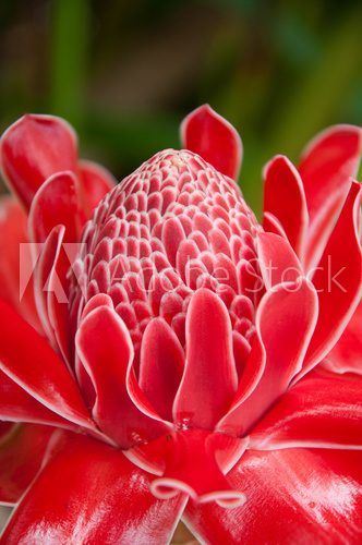 torch ginger against lush tropical growth  Kwiaty Plakat