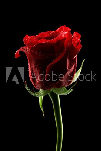 Beautiful rose and color fabric, isolated on black  Kwiaty Plakat