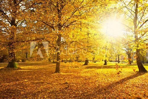 sunny autumn  Pejzaże Plakat