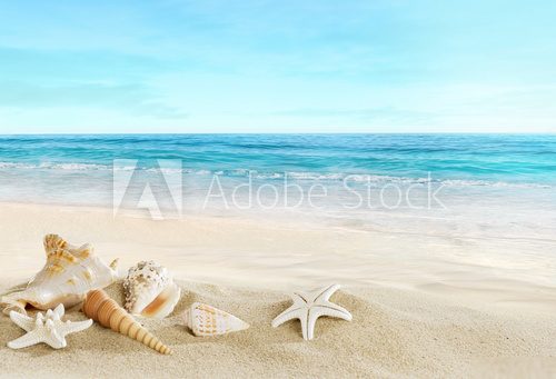Landscape with shells on tropical beach  Pejzaże Plakat