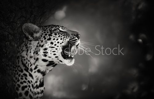 Leopard portrait  Fototapety Czarno-Białe Fototapeta