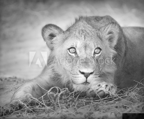 Young lion portrait  Fototapety Czarno-Białe Fototapeta