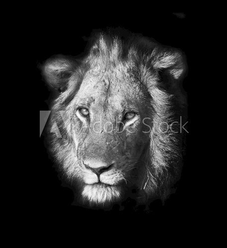 W paszczy lwa. Portret władcy. Fototapety Czarno-Białe Fototapeta