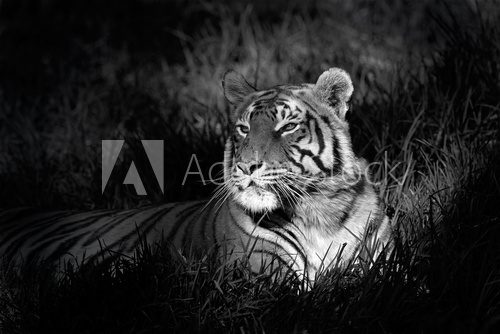 Monochrome image of a bengal tiger  Fototapety Czarno-Białe Fototapeta