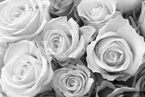 Królowych kwiatów czar Fototapety Czarno-Białe Fototapeta