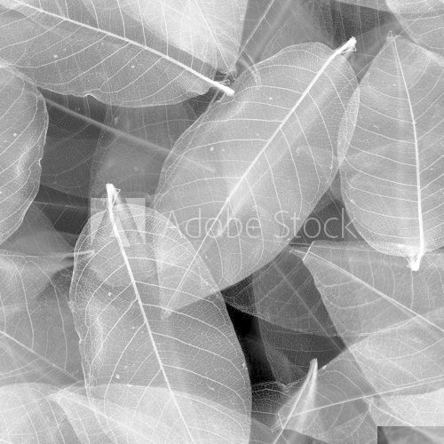Seamless  leaves black and white background.  Fototapety Czarno-Białe Fototapeta