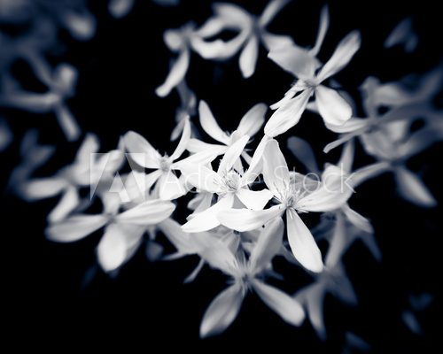 Fragrant virgins bower flowers closeup in monochrome  Fototapety Czarno-Białe Fototapeta