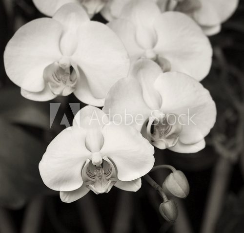 Florystyczna kompozycja w czerni i bieli Fototapety Czarno-Białe Fototapeta