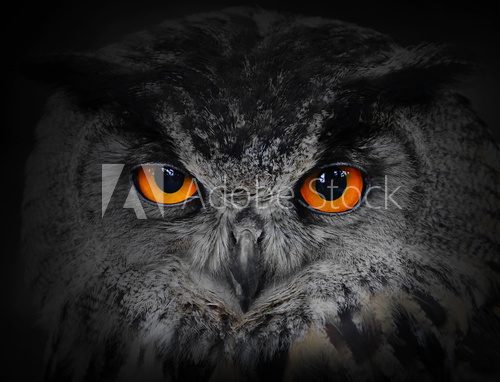 The evil eyes. ( Eagle Owl, Bubo bubo).  Zwierzęta Fototapeta