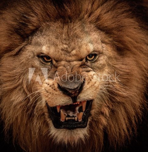 Close-up shot of roaring lion  Zwierzęta Fototapeta