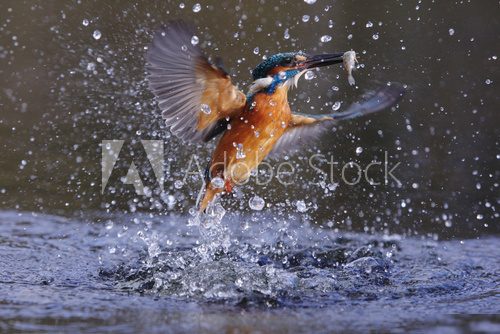 Kingfisher, Alcedo atthis  Zwierzęta Fototapeta