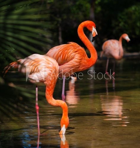 Group of pink flamingos near water  Zwierzęta Fototapeta