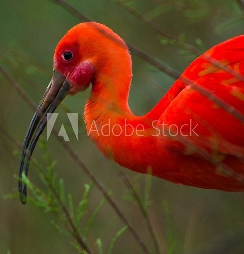 Close-up shot of a beautiful scarlet ibis  Zwierzęta Fototapeta