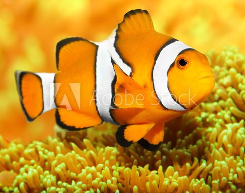 Tropical reef fish - Clownfish (Amphiprion ocellaris).  Zwierzęta Fototapeta