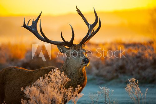 Red deer in morning sun  Zwierzęta Fototapeta