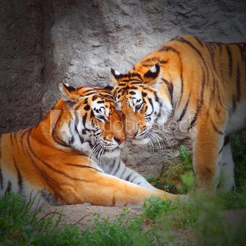 Tiger's couple. Love in nature.  Zwierzęta Fototapeta