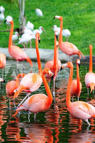 Flamingo in Miami zoo  Zwierzęta Fototapeta
