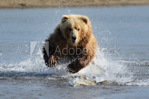 Grizzly Bear jumping at fish  Zwierzęta Fototapeta