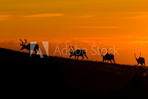 black deers silhouettes on orange sunset sky background  Zwierzęta Fototapeta