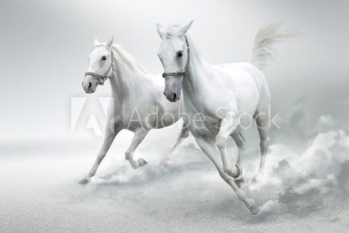 White horses  Zwierzęta Fototapeta
