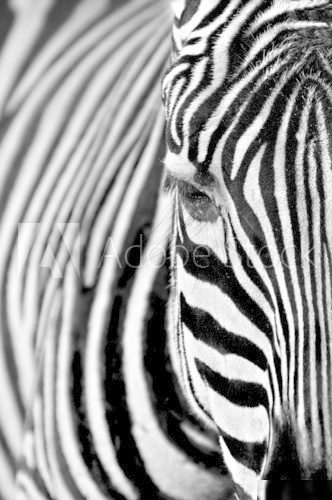 Zebra  Zwierzęta Fototapeta