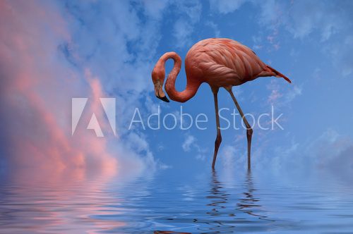 Flamingo  Zwierzęta Fototapeta