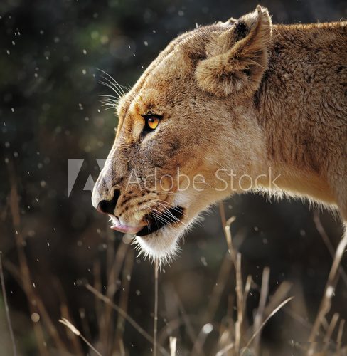 Lioness portrait in the rain  Zwierzęta Fototapeta