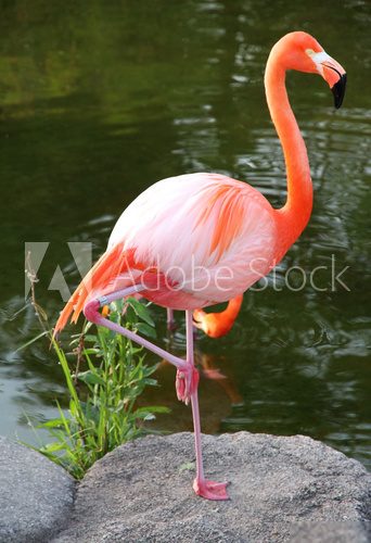 American Red Flamingo.  Graceful bird.  Zwierzęta Fototapeta