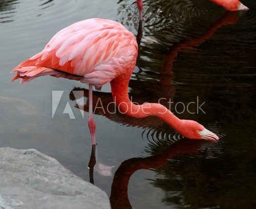 Red American Flamingo.  Zwierzęta Fototapeta