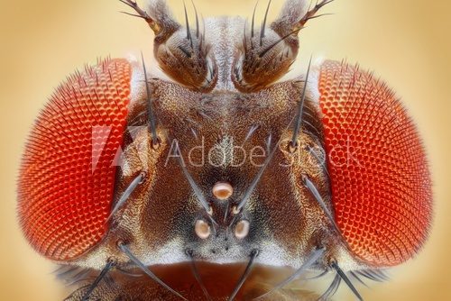 Fruit fly extreme sharp head closeup, microscope objective  Zwierzęta Fototapeta