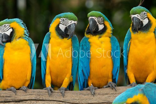 parrot bird  Zwierzęta Fototapeta